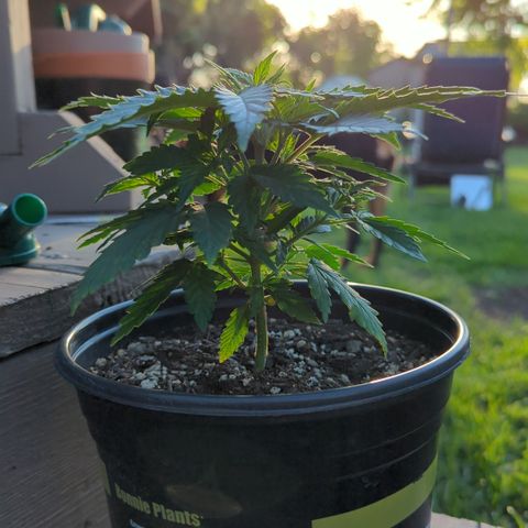Blue Kosmos Bag Seed growlog timeline photo