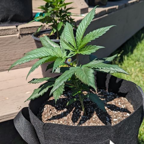 Hindu Kush growlog photo: Spent the day in the sun to dry the pot out, as I think I over watered the other day. She was very droopy. 