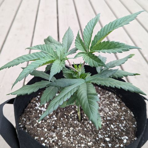 Hindu Kush growlog timeline photo