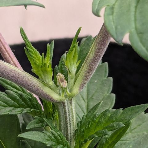 Hindu Kush growlog timeline photo