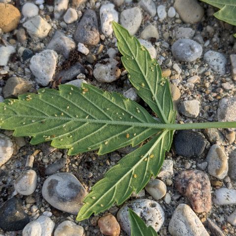 Blue Kosmos Bag Seed growlog photo: Pests! 
