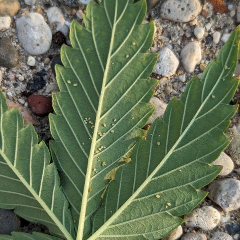Blue Kosmos Bag Seed growlog photo: Pests! 