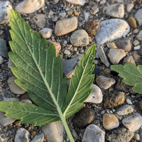 Blue Kosmos Bag Seed growlog photo: Pests! 