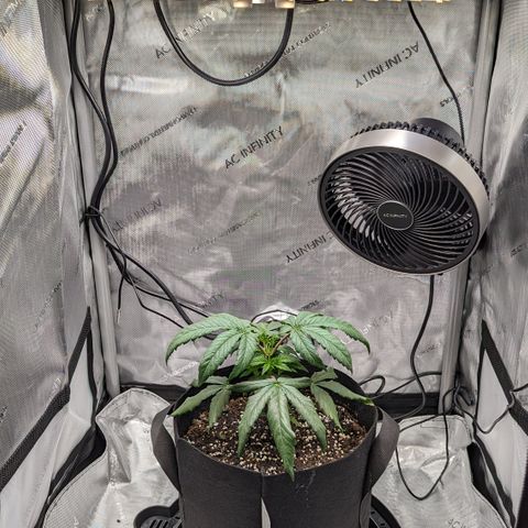 Hindu Kush growlog photo: Droopy as usual. Can't seem to keep her happy! 