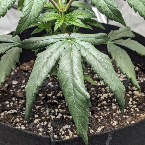 Hindu Kush growlog photo: Droopy as usual. Can't seem to keep her happy! 