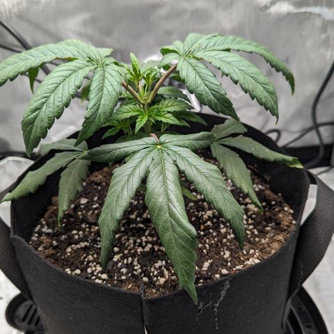 Hindu Kush growlog photo: Droopy as usual. Can't seem to keep her happy! 
