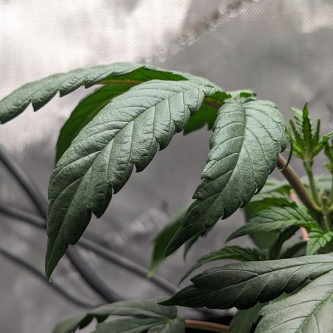 Hindu Kush growlog photo: Droopy as usual. Can't seem to keep her happy! 