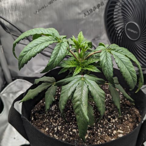 Hindu Kush growlog photo: She's very picky compared to my outdoor plant!! 