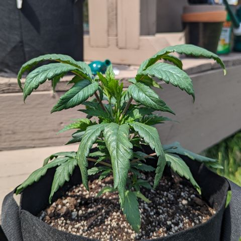 Hindu Kush growlog photo: Take her outside and she perks right up. I don't get it. 