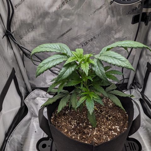 Hindu Kush growlog photo: I decided to take off 2 bottom fan leaves that were heavily clawed and brittle to allow more light into the plant. 