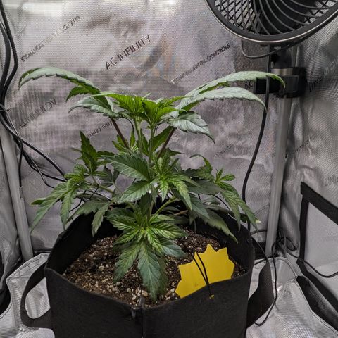 Hindu Kush growlog photo: After LST on the lower branches