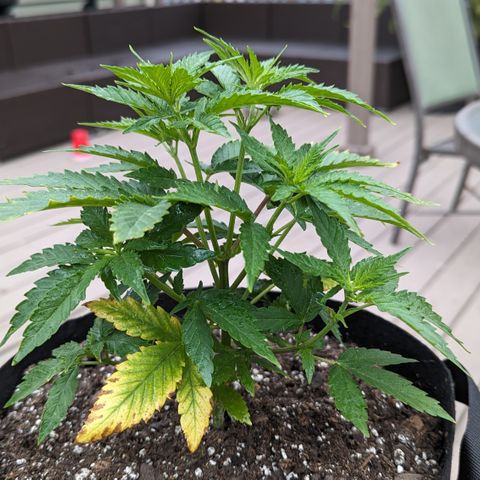 Blue Kosmos Bag Seed growlog photo: Before & after topping & trimming