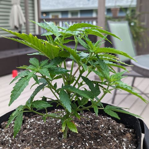 Blue Kosmos Bag Seed growlog photo: Before & after topping & trimming