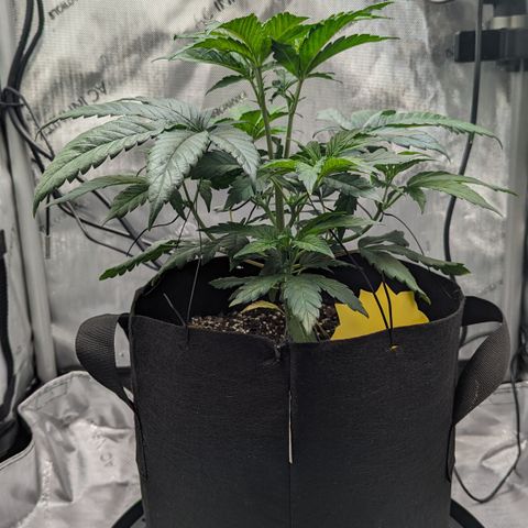 Hindu Kush growlog timeline photo