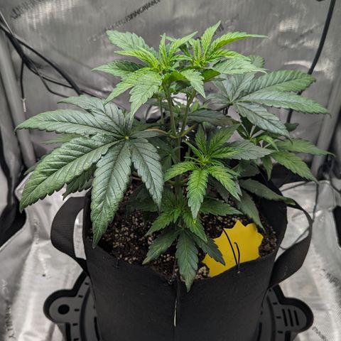 Hindu Kush growlog timeline photo
