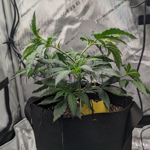 Hindu Kush growlog photo: Decided to take off the last 2 giant fan leaves