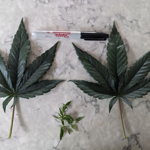 Hindu Kush growlog photo: Decided to take off the last 2 giant fan leaves