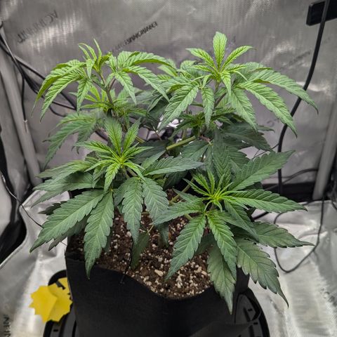 Hindu Kush growlog timeline photo