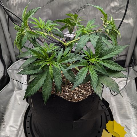Hindu Kush growlog timeline photo