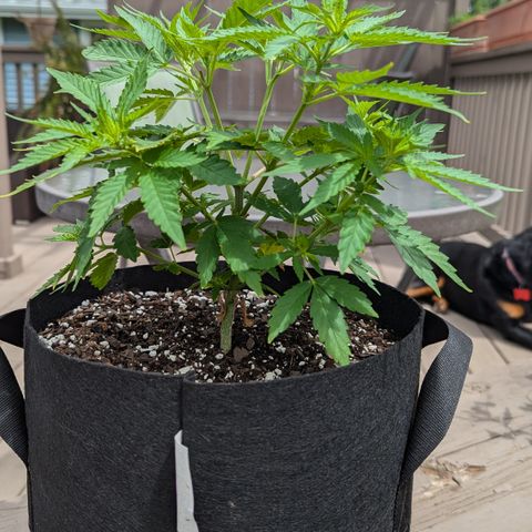 Blue Kosmos Bag Seed growlog timeline photo