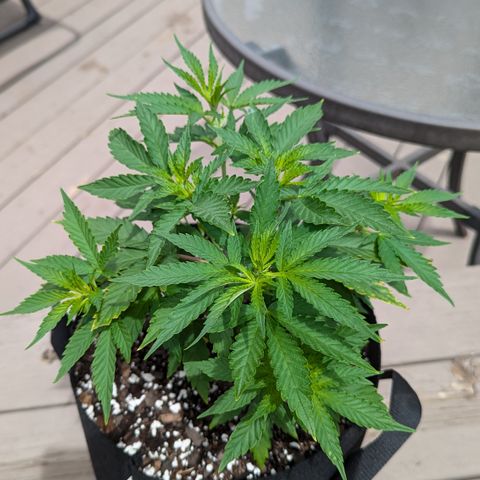 Blue Kosmos Bag Seed growlog timeline photo