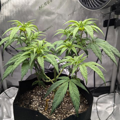 Hindu Kush growlog timeline photo