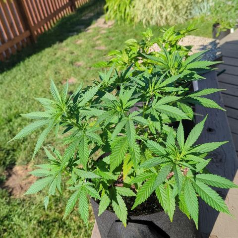 Blue Kosmos Bag Seed growlog photo: She's just chugging along. Super happy all on her own. 