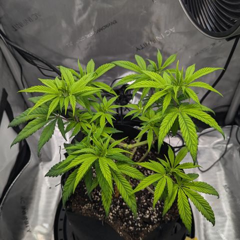 Hindu Kush growlog timeline photo