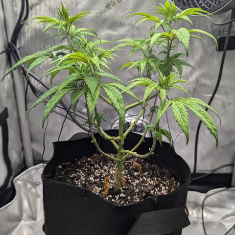 Hindu Kush growlog timeline photo