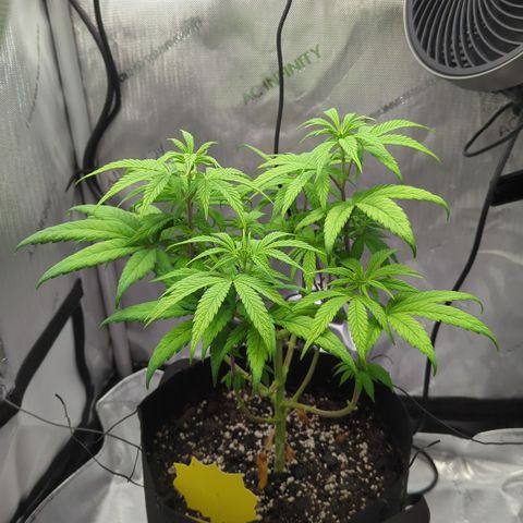 Hindu Kush growlog timeline photo