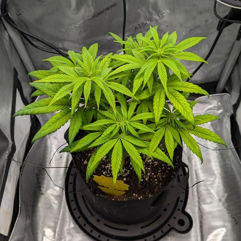 Hindu Kush growlog timeline photo