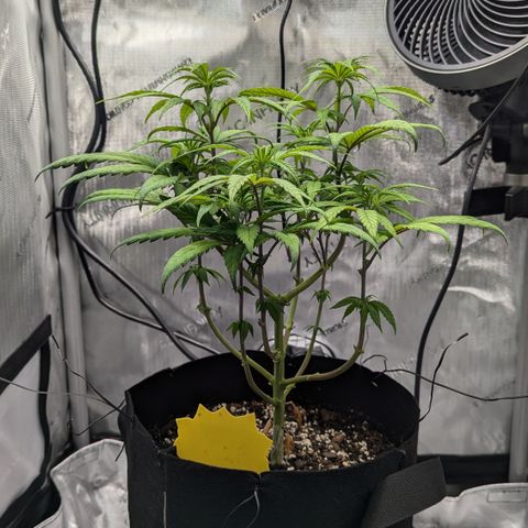 Hindu Kush growlog timeline photo