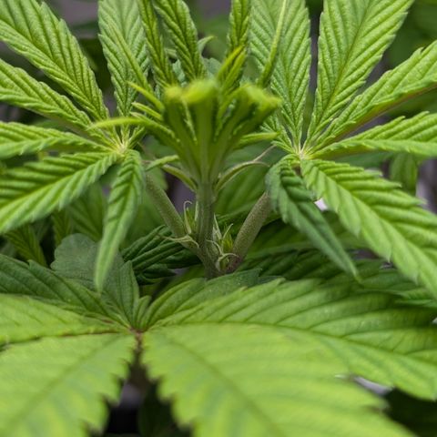 Hindu Kush growlog timeline photo