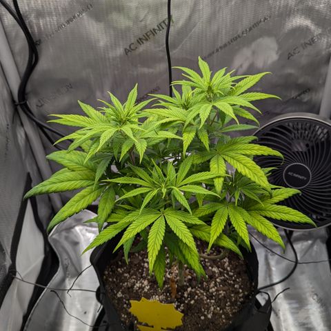 Hindu Kush growlog timeline photo