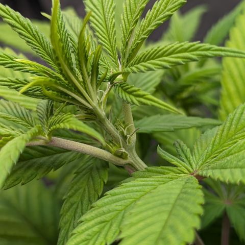 Hindu Kush growlog timeline photo