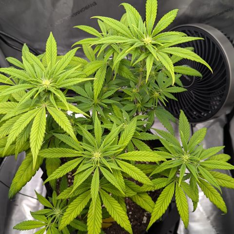 Hindu Kush growlog photo: Day 15 of flower