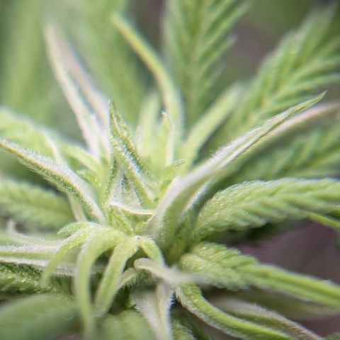 Hindu Kush growlog photo: Day 15 of flower