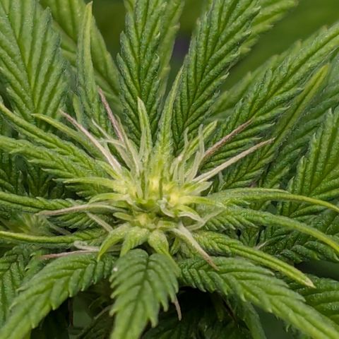 Hindu Kush growlog photo: Day 15 of flower