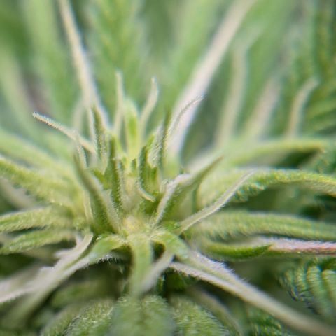 Hindu Kush growlog photo: Day 15 of flower