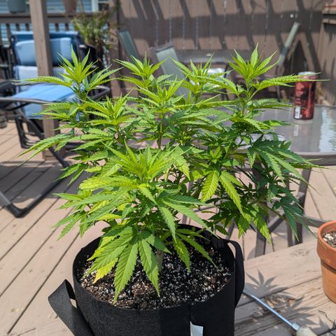 Blue Kosmos Bag Seed growlog timeline photo