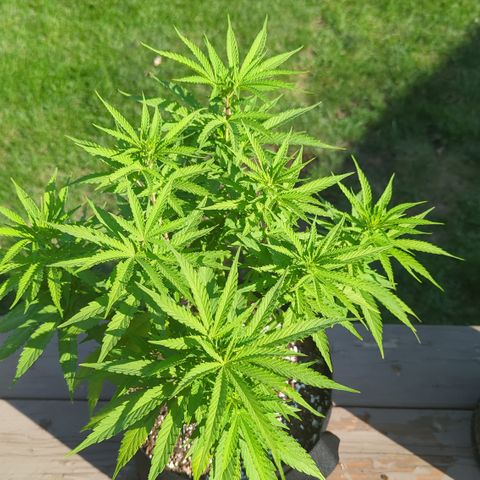 Blue Kosmos Bag Seed growlog timeline photo