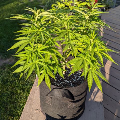 Blue Kosmos Bag Seed growlog timeline photo