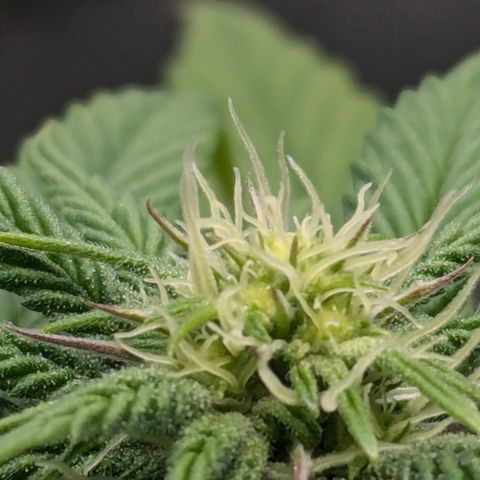 Hindu Kush growlog timeline photo