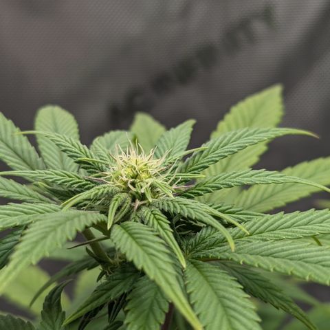 Hindu Kush growlog timeline photo