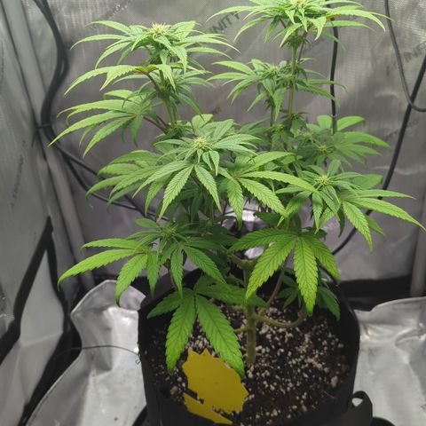 Hindu Kush growlog timeline photo