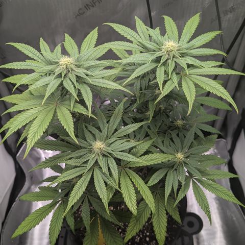 Hindu Kush growlog timeline photo