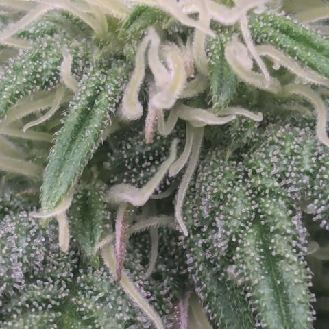 Hindu Kush growlog timeline photo