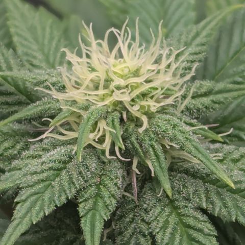Hindu Kush growlog timeline photo