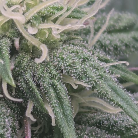 Hindu Kush growlog timeline photo