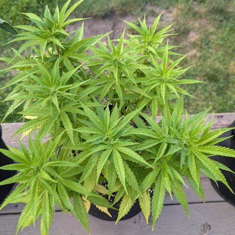 Blue Kosmos Bag Seed growlog timeline photo